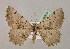  ( - BC ZSM Lep 06935)  @13 [ ] CreativeCommons - Attribution Non-Commercial Share-Alike (2010) Unspecified SNSB, Zoologische Staatssammlung Muenchen