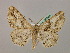  ( - BC ZSM Lep 06944)  @14 [ ] CreativeCommons - Attribution Non-Commercial Share-Alike (2010) Unspecified SNSB, Zoologische Staatssammlung Muenchen
