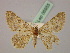  (Charissa AH02Tr - BC ZSM Lep 06955)  @11 [ ] CreativeCommons - Attribution Non-Commercial Share-Alike (2010) Unspecified SNSB, Zoologische Staatssammlung Muenchen