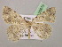  (Charissa subtaurica - BC ZSM Lep 06979)  @15 [ ] CreativeCommons - Attribution Non-Commercial Share-Alike (2010) Unspecified SNSB, Zoologische Staatssammlung Muenchen