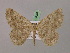  ( - BC ZSM Lep 06992)  @13 [ ] CreativeCommons - Attribution Non-Commercial Share-Alike (2010) Unspecified SNSB, Zoologische Staatssammlung Muenchen