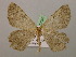  ( - BC ZSM Lep 07007)  @13 [ ] CreativeCommons - Attribution Non-Commercial Share-Alike (2010) Unspecified SNSB, Zoologische Staatssammlung Muenchen