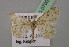  ( - BC ZSM Lep 07008)  @13 [ ] CreativeCommons - Attribution Non-Commercial Share-Alike (2010) Unspecified SNSB, Zoologische Staatssammlung Muenchen