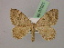  ( - BC ZSM Lep 07021)  @13 [ ] CreativeCommons - Attribution Non-Commercial Share-Alike (2010) Unspecified SNSB, Zoologische Staatssammlung Muenchen