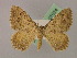  ( - BC ZSM Lep 07024)  @13 [ ] CreativeCommons - Attribution Non-Commercial Share-Alike (2010) Unspecified SNSB, Zoologische Staatssammlung Muenchen