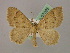  ( - BC ZSM Lep 07025)  @13 [ ] CreativeCommons - Attribution Non-Commercial Share-Alike (2010) Unspecified SNSB, Zoologische Staatssammlung Muenchen