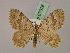  ( - BC ZSM Lep 07026)  @13 [ ] CreativeCommons - Attribution Non-Commercial Share-Alike (2010) Unspecified SNSB, Zoologische Staatssammlung Muenchen