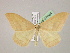  ( - BC ZSM Lep 07044)  @13 [ ] CreativeCommons - Attribution Non-Commercial Share-Alike (2010) Unspecified SNSB, Zoologische Staatssammlung Muenchen