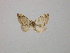  (Euphyia signataAH02 - BC ZSM Lep 11421)  @12 [ ] CreativeCommons - Attribution Non-Commercial Share-Alike (2010) Unspecified SNSB, Zoologische Staatssammlung Muenchen