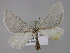  ( - BC ZSM Lep 11427)  @13 [ ] CreativeCommons - Attribution Non-Commercial Share-Alike (2010) Unspecified SNSB, Zoologische Staatssammlung Muenchen