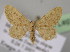  (Brachyglossina tibbuana erythraAH01 - BC ZSM Lep 13986)  @14 [ ] CreativeCommons - Attribution Non-Commercial Share-Alike (2010) Unspecified SNSB, Zoologische Staatssammlung Muenchen