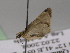  ( - BC ZSM Lep 14010)  @12 [ ] CreativeCommons - Attribution Non-Commercial Share-Alike (2010) Unspecified SNSB, Zoologische Staatssammlung Muenchen