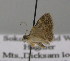  ( - BC ZSM Lep 14012)  @12 [ ] CreativeCommons - Attribution Non-Commercial Share-Alike (2010) Unspecified SNSB, Zoologische Staatssammlung Muenchen