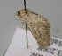  ( - BC ZSM Lep 14013)  @12 [ ] CreativeCommons - Attribution Non-Commercial Share-Alike (2010) Unspecified SNSB, Zoologische Staatssammlung Muenchen