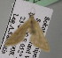  ( - BC ZSM Lep 14049)  @12 [ ] CreativeCommons - Attribution Non-Commercial Share-Alike (2010) Unspecified SNSB, Zoologische Staatssammlung Muenchen