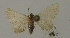  (Eupithecia AH10Ch - BC ZSM Lep 15619)  @13 [ ] CreativeCommons - Attribution Non-Commercial Share-Alike (2010) Unspecified SNSB, Zoologische Staatssammlung Muenchen