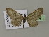  (Eupithecia extensariaAH01Ch - BC ZSM Lep 15624)  @14 [ ] CreativeCommons - Attribution Non-Commercial Share-Alike (2010) Unspecified SNSB, Zoologische Staatssammlung Muenchen