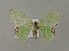  (Comibaena procumbaria - BC ZSM Lep 15651)  @13 [ ] CreativeCommons - Attribution Non-Commercial Share-Alike (2010) Unspecified SNSB, Zoologische Staatssammlung Muenchen