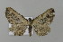  ( - BC ZSM Lep 15665)  @11 [ ] CreativeCommons - Attribution Non-Commercial Share-Alike (2010) Unspecified SNSB, Zoologische Staatssammlung Muenchen