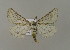  (Aspitates geholiaria - BC ZSM Lep 15678)  @14 [ ] CreativeCommons - Attribution Non-Commercial Share-Alike (2010) Unspecified SNSB, Zoologische Staatssammlung Muenchen
