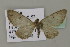 (Eupithecia irriguataAH01Ch - BC ZSM Lep 15684)  @12 [ ] CreativeCommons - Attribution Non-Commercial Share-Alike (2010) Unspecified SNSB, Zoologische Staatssammlung Muenchen