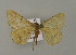  ( - BC ZSM Lep 15698)  @13 [ ] CreativeCommons - Attribution Non-Commercial Share-Alike (2010) Unspecified SNSB, Zoologische Staatssammlung Muenchen