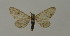  (Eupithecia irriguataAH02Ch - BC ZSM Lep 15702)  @14 [ ] CreativeCommons - Attribution Non-Commercial Share-Alike (2010) Unspecified SNSB, Zoologische Staatssammlung Muenchen