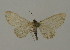  (Eupithecia AH07Ch - BC ZSM Lep 15736)  @13 [ ] CreativeCommons - Attribution Non-Commercial Share-Alike (2010) Unspecified SNSB, Zoologische Staatssammlung Muenchen