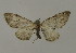  (Eupithecia AH08Ch - BC ZSM Lep 15739)  @13 [ ] CreativeCommons - Attribution Non-Commercial Share-Alike (2010) Unspecified SNSB, Zoologische Staatssammlung Muenchen