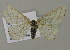  ( - BC ZSM Lep 15744)  @12 [ ] CreativeCommons - Attribution Non-Commercial Share-Alike (2010) Unspecified SNSB, Zoologische Staatssammlung Muenchen