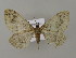  (Pelurga taczanowskiaria - BC ZSM Lep 15764)  @13 [ ] CreativeCommons - Attribution Non-Commercial Share-Alike (2010) Unspecified SNSB, Zoologische Staatssammlung Muenchen