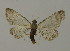  (Eupithecia bohatschiAH01Ch - BC ZSM Lep 15783)  @14 [ ] CreativeCommons - Attribution Non-Commercial Share-Alike (2010) Unspecified SNSB, Zoologische Staatssammlung Muenchen