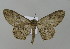  ( - BC ZSM Lep 15812)  @13 [ ] CreativeCommons - Attribution Non-Commercial Share-Alike (2010) Unspecified SNSB, Zoologische Staatssammlung Muenchen