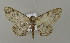  ( - BC ZSM Lep 15813)  @12 [ ] CreativeCommons - Attribution Non-Commercial Share-Alike (2010) Unspecified SNSB, Zoologische Staatssammlung Muenchen