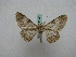  (Cleora AH01Ch - BC ZSM Lep 15946)  @12 [ ] CreativeCommons - Attribution Non-Commercial Share-Alike (2010) Unspecified SNSB, Zoologische Staatssammlung Muenchen