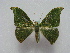  ( - BC ZSM Lep 15947)  @13 [ ] CreativeCommons - Attribution Non-Commercial Share-Alike (2010) Unspecified SNSB, Zoologische Staatssammlung Muenchen
