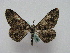  ( - BC ZSM Lep 15949)  @13 [ ] CreativeCommons - Attribution Non-Commercial Share-Alike (2010) Unspecified SNSB, Zoologische Staatssammlung Muenchen