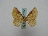  (Pseudasthena - BC ZSM Lep 15951)  @14 [ ] CreativeCommons - Attribution Non-Commercial Share-Alike (2010) Unspecified SNSB, Zoologische Staatssammlung Muenchen