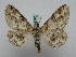 ( - BC ZSM Lep 15961)  @13 [ ] CreativeCommons - Attribution Non-Commercial Share-Alike (2010) Unspecified SNSB, Zoologische Staatssammlung Muenchen