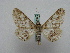  ( - BC ZSM Lep 15962)  @12 [ ] CreativeCommons - Attribution Non-Commercial Share-Alike (2010) Unspecified SNSB, Zoologische Staatssammlung Muenchen