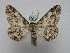  ( - BC ZSM Lep 15963)  @13 [ ] CreativeCommons - Attribution Non-Commercial Share-Alike (2010) Unspecified SNSB, Zoologische Staatssammlung Muenchen