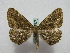  (Gnophos ainuaria - BC ZSM Lep 15972)  @14 [ ] CreativeCommons - Attribution Non-Commercial Share-Alike (2010) Unspecified SNSB, Zoologische Staatssammlung Muenchen