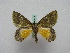  ( - BC ZSM Lep 15979)  @13 [ ] CreativeCommons - Attribution Non-Commercial Share-Alike (2010) Unspecified SNSB, Zoologische Staatssammlung Muenchen