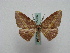  (Pseudomiza flavaAH01 - BC ZSM Lep 15986)  @14 [ ] CreativeCommons - Attribution Non-Commercial Share-Alike (2010) Unspecified SNSB, Zoologische Staatssammlung Muenchen