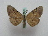  ( - BC ZSM Lep 15988)  @13 [ ] CreativeCommons - Attribution Non-Commercial Share-Alike (2010) Unspecified SNSB, Zoologische Staatssammlung Muenchen