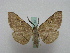  ( - BC ZSM Lep 15989)  @13 [ ] CreativeCommons - Attribution Non-Commercial Share-Alike (2010) Unspecified SNSB, Zoologische Staatssammlung Muenchen