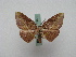  ( - BC ZSM Lep 16001)  @13 [ ] CreativeCommons - Attribution Non-Commercial Share-Alike (2010) Unspecified SNSB, Zoologische Staatssammlung Muenchen