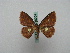  ( - BC ZSM Lep 16004)  @13 [ ] CreativeCommons - Attribution Non-Commercial Share-Alike (2010) Unspecified SNSB, Zoologische Staatssammlung Muenchen
