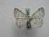  ( - BC ZSM Lep 16030)  @13 [ ] CreativeCommons - Attribution Non-Commercial Share-Alike (2010) Unspecified SNSB, Zoologische Staatssammlung Muenchen