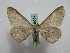  ( - BC ZSM Lep 16035)  @13 [ ] CreativeCommons - Attribution Non-Commercial Share-Alike (2010) Unspecified SNSB, Zoologische Staatssammlung Muenchen